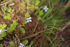 Lindernia rotundifolia